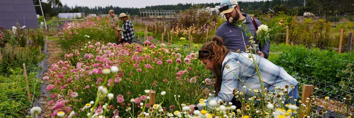 people picking flowers at a dahlia farm