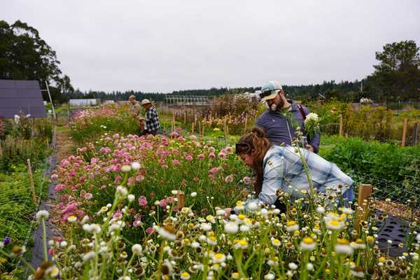 people picking flowers at a dahlia farm