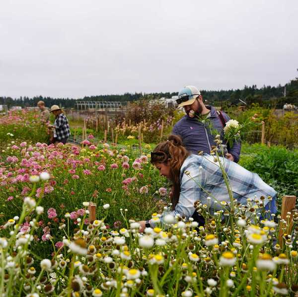 people picking flowers at a dahlia farm