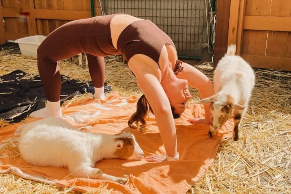 Person doing yoga with goats in a barn on a sunny day.