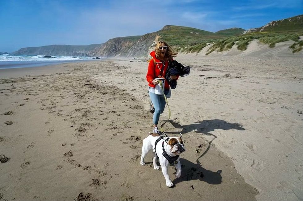 Person walking a bulldog on a sandy beach, with cliffs and ocean in the background.