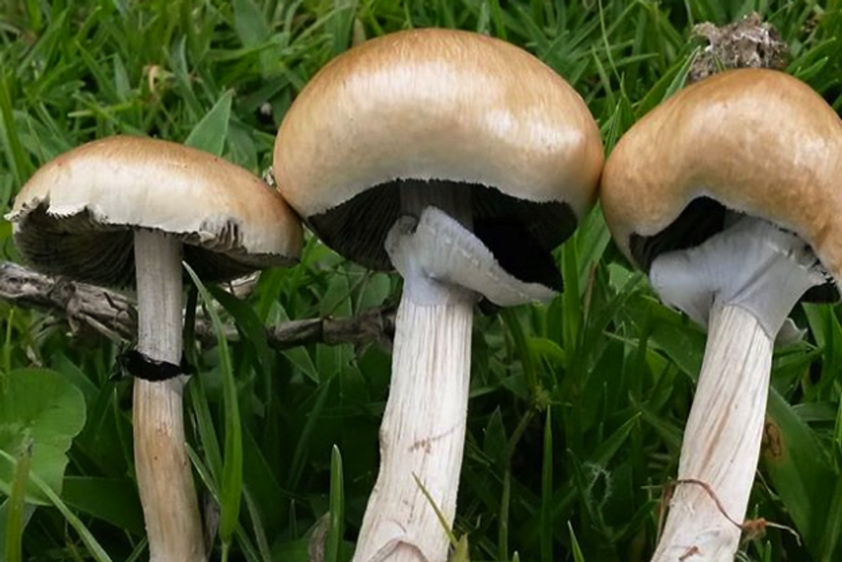 Oakland moves to decriminalize magic mushrooms + more topics to discuss over brunch