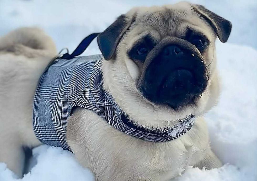 Pug in a plaid harness sitting in the snow, looking up.