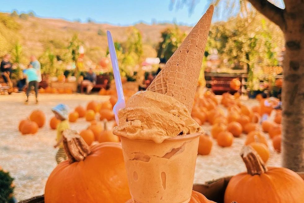 Pumpkin ice cream and cone in a pumpkin patch with scattered pumpkins.