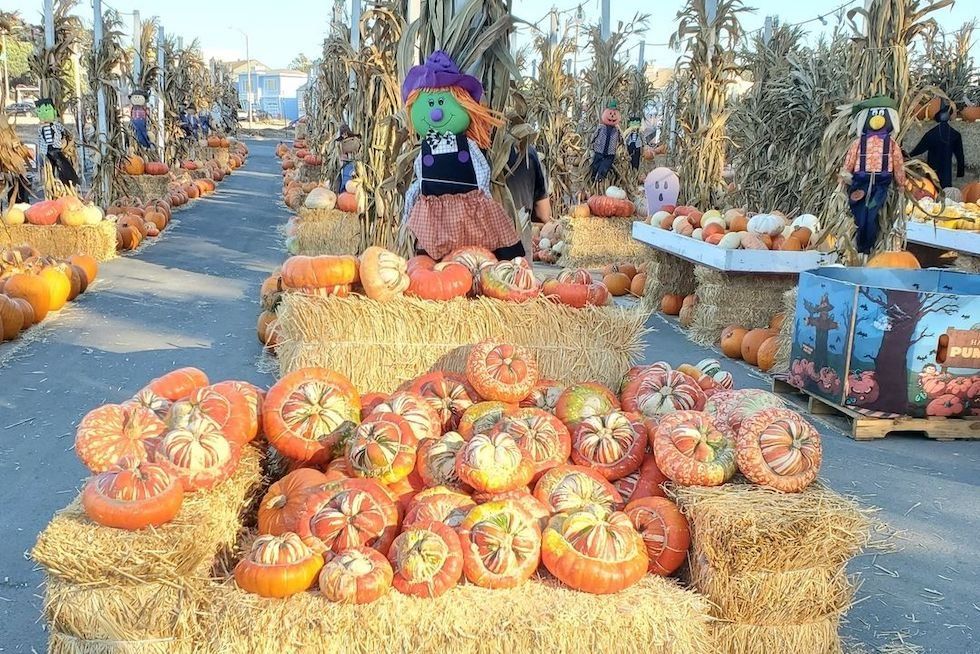 Pumpkin patch aisle with colorful squashes, scarecrows, hay bales, and dried corn stalks.