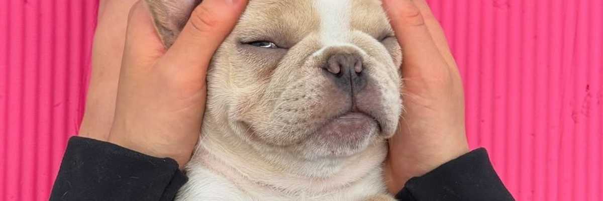 Puppy being held with relaxed expression, resting on a pink background.