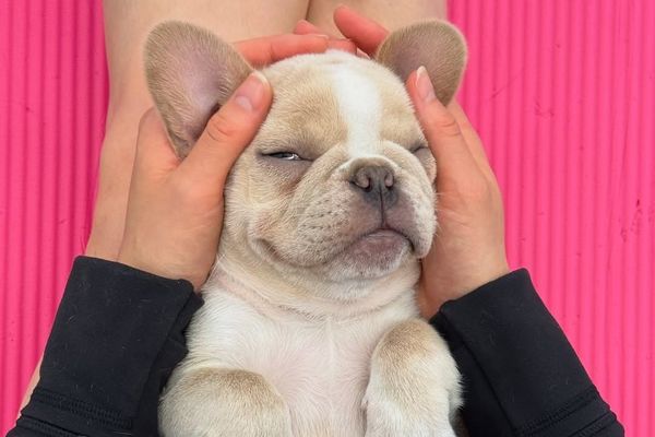 Puppy being held with relaxed expression, resting on a pink background.