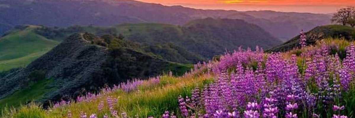 purple wildflowers blooming in green hills at sunset