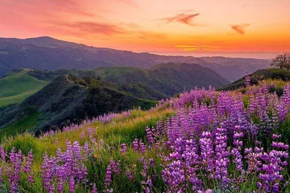 purple wildflowers blooming in green hills at sunset