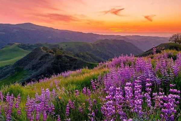 purple wildflowers blooming in green hills at sunset
