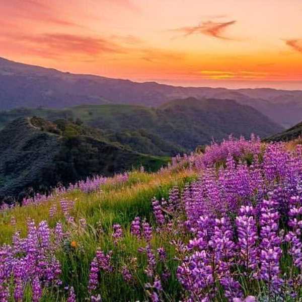 purple wildflowers blooming in green hills at sunset