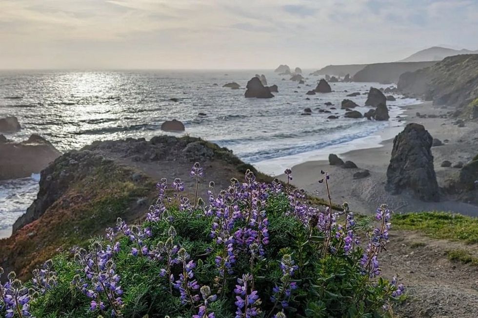 Purple wildflowers with a rocky coastline and ocean view at sunset.