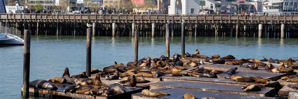 sea lions laying on a pier in the San Francisco bay