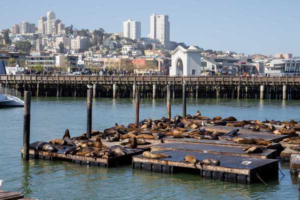 sea lions laying on a pier in the San Francisco bay