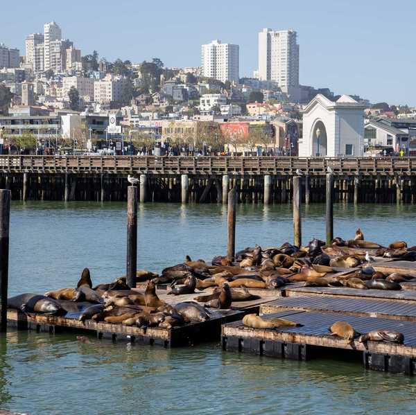 sea lions laying on a pier in the San Francisco bay