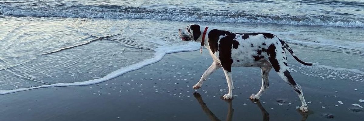 Spotted dog walking on a beach with the Golden Gate Bridge in the background.