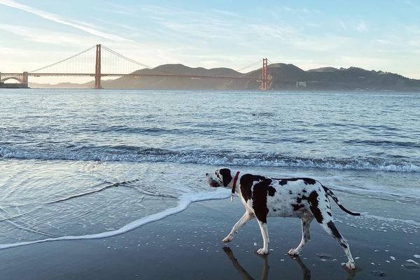 Spotted dog walking on a beach with the Golden Gate Bridge in the background.