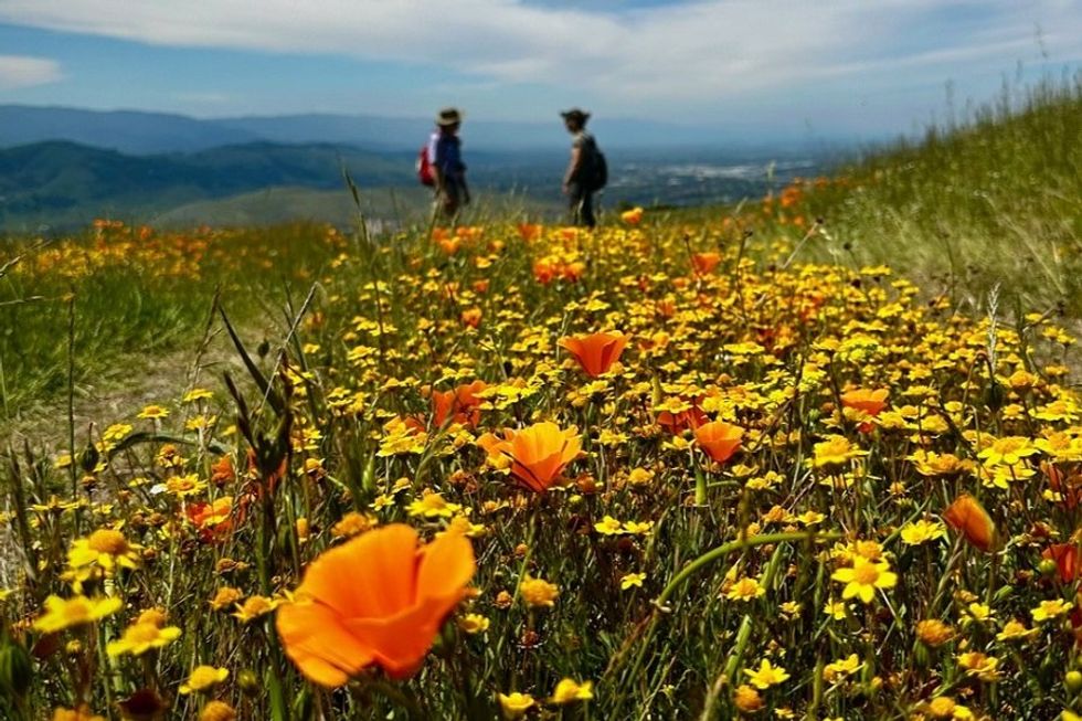 spring wildflowers hiking