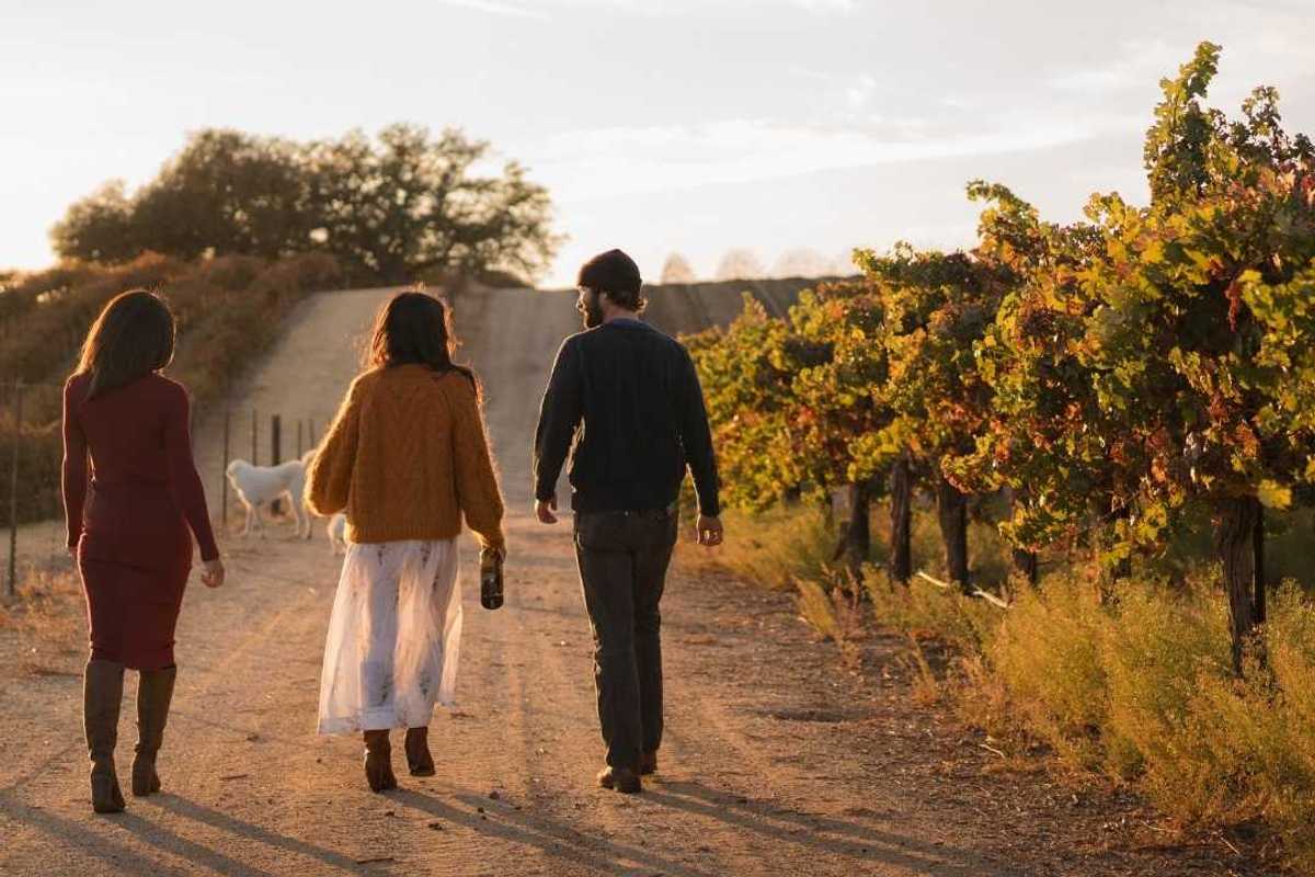 three people walking through a vineyard at the golden hour