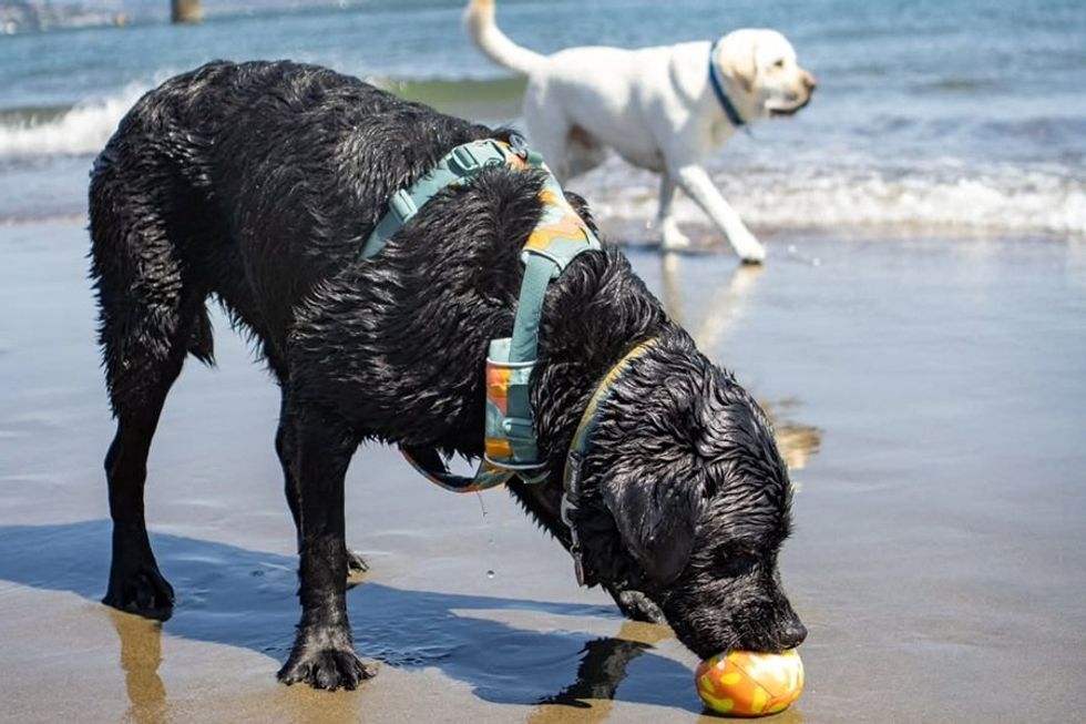 Two wet dogs playing on the beach, one with a ball in its mouth.