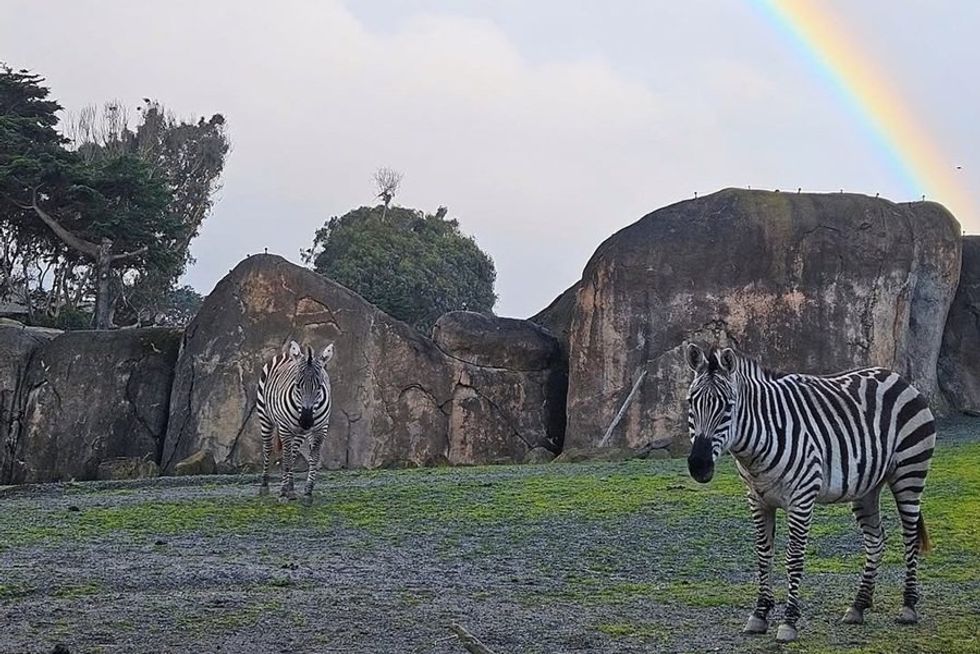 Two zebras on grass with a rainbow in the background.