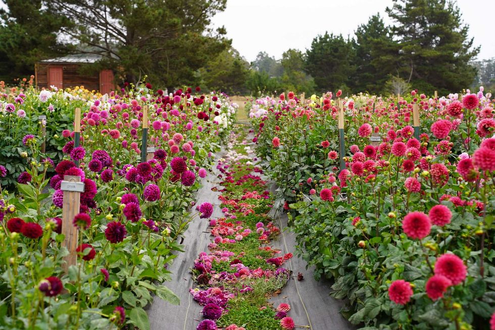 Vibrant rows of pink and purple flowers in a lush garden on a cloudy day.
