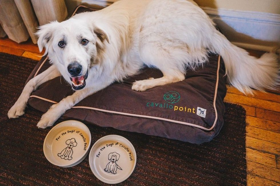 White dog on a Cavallo Point bed with two bowls nearby, on a wooden floor.