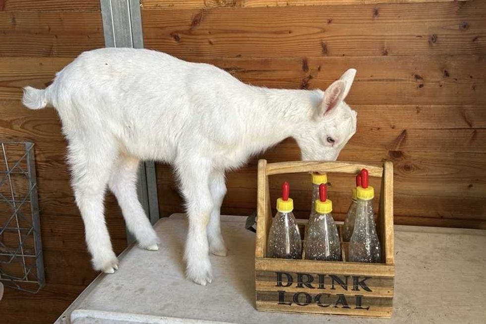 White goat next to a wooden crate with bottles labeled "Drink Local."