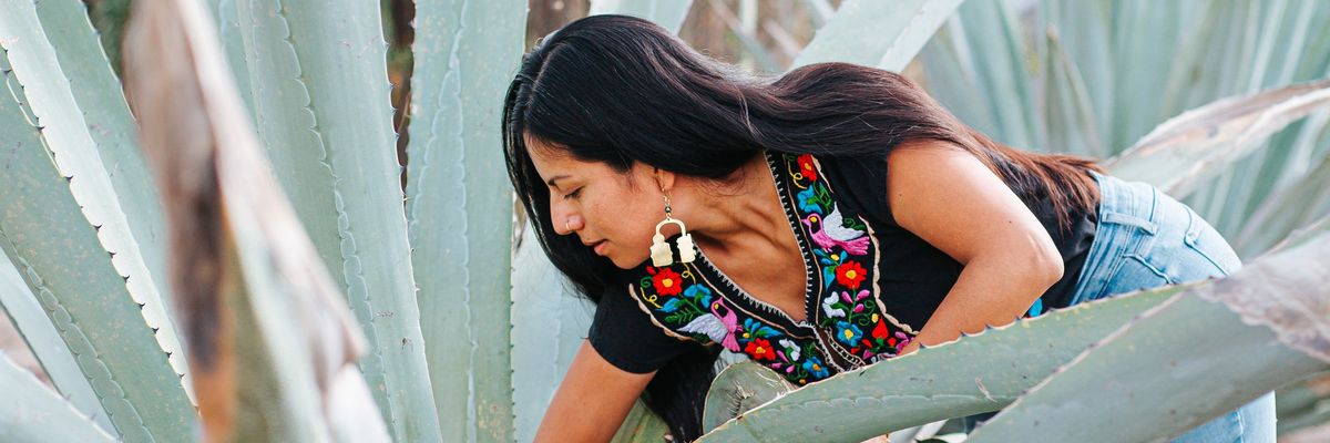 Woman harvesting agave, wearing colorful embroidered blouse and distinctive earrings.