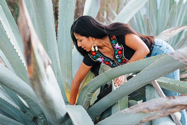 Woman harvesting agave, wearing colorful embroidered blouse and distinctive earrings.